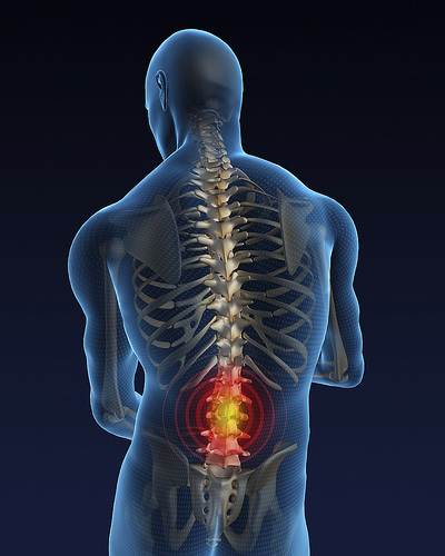 Illuminated model of spine